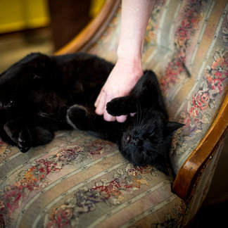 Katze Maui auf einem Sessel im Hotel Lercher.