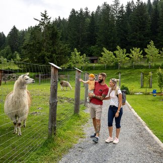 Tierpark Scheifling mit der Murau GästeCard © TV Murau | Tom Lamm. Tierpark Scheifling mit der Murau GästeCard © TV Murau | Tom Lamm.